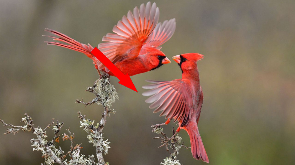    Самые современные приложения для распознавания птичьих песен в 2025 году — расширьте свои знания о птицах и станьте экспертом в их идентификации
