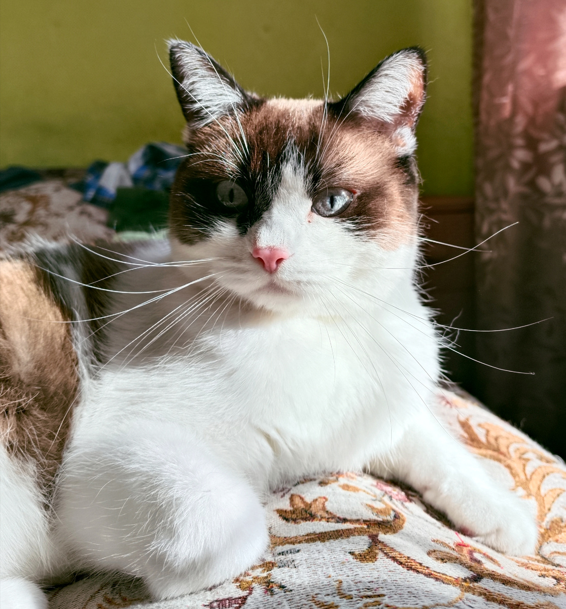 С днём кошек!