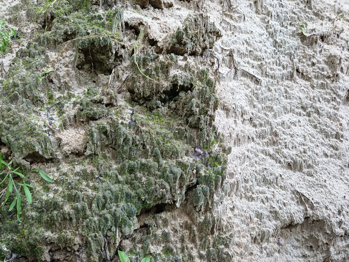 Даже куча песка у дома начала мхом покрываться.