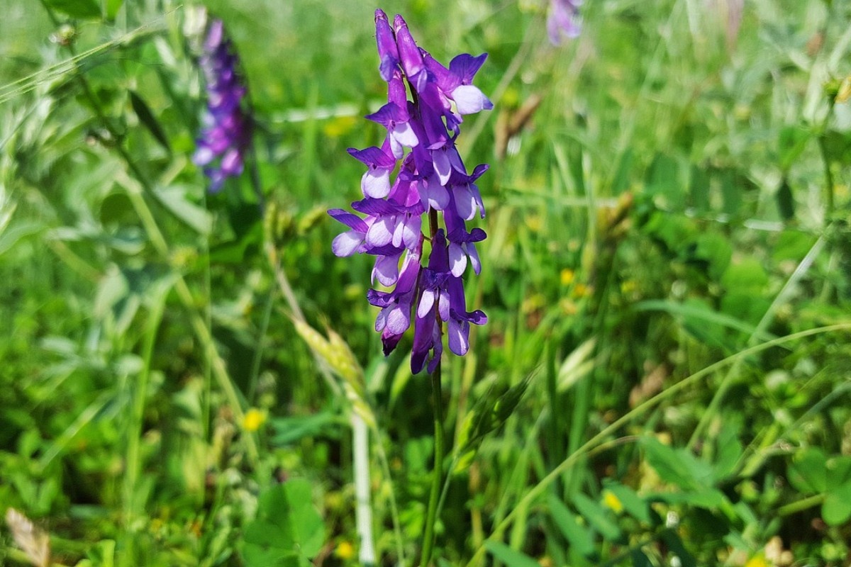    Фото: SanduStefan / Pixabay.com