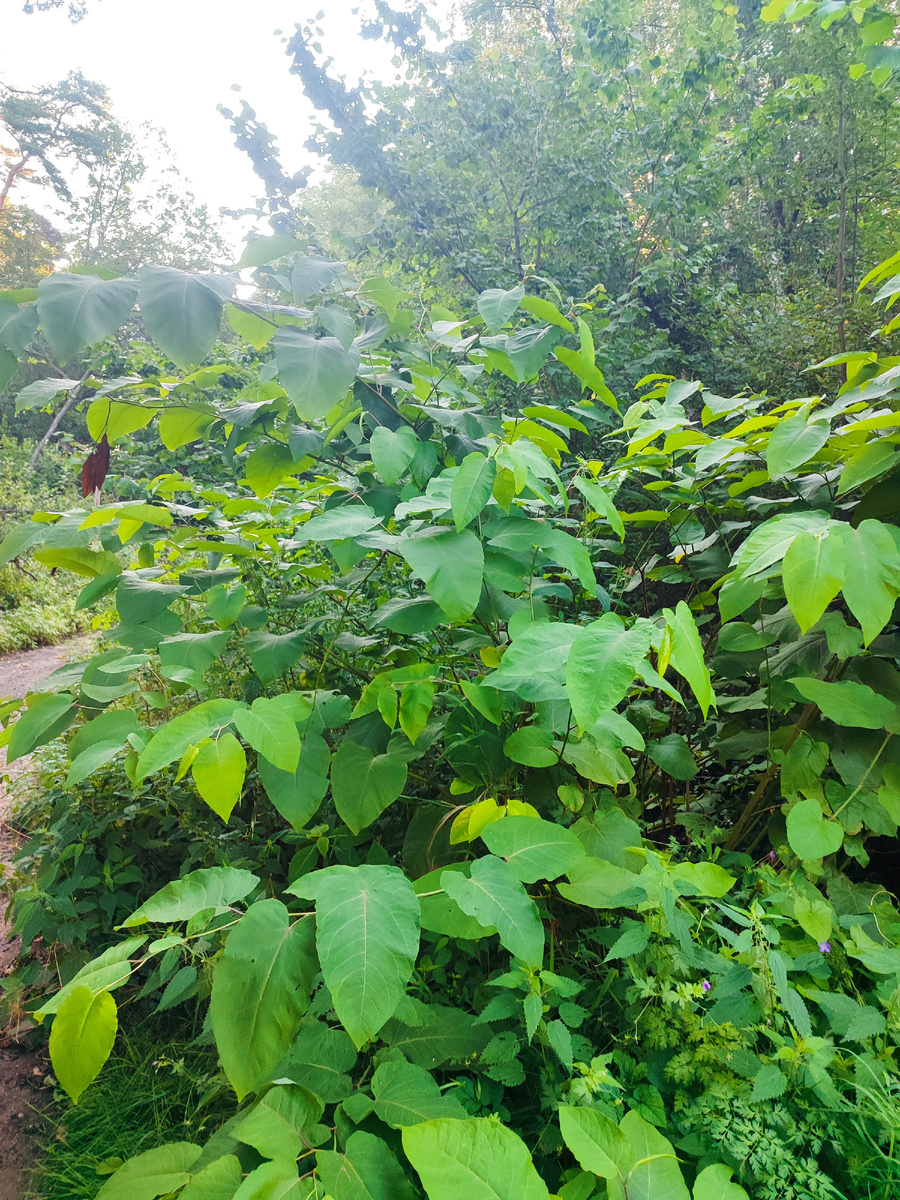 Кругозор Проектировщика: гречиха японская - корчевать или окультурить? 