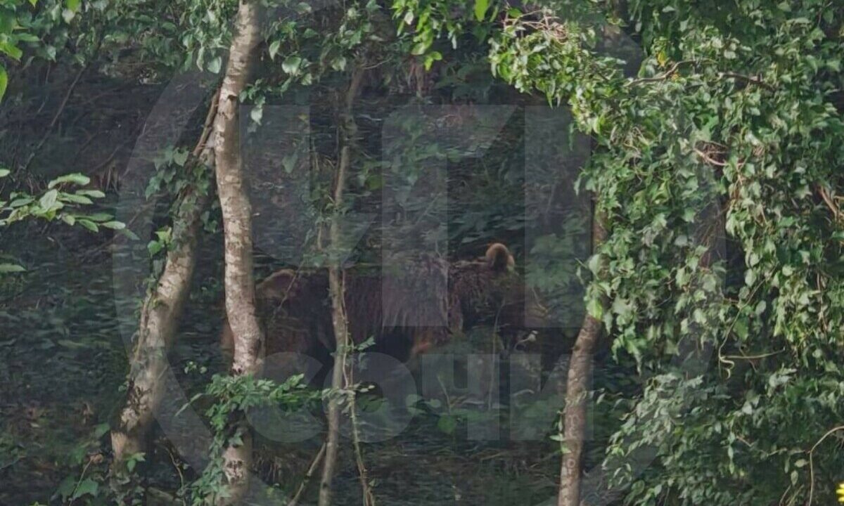    Фото t.me/chp_sochi