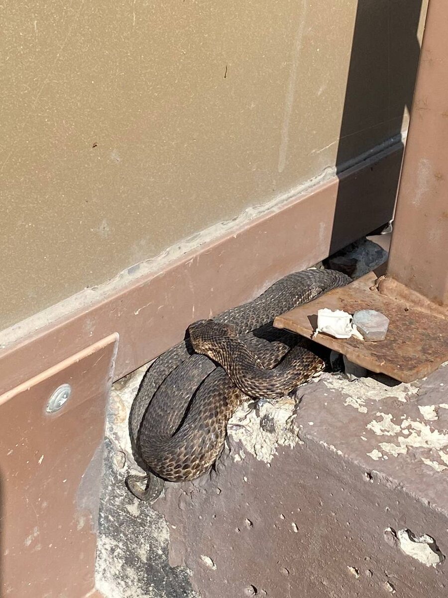     Жители красноярских «Белых рос» обнаружили ядовитую змею у подъезда