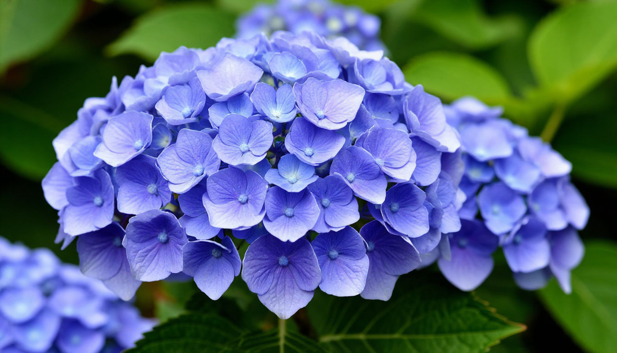    Подкармливаем гортензию этим "волшебным" удобрением - и голову за пышными шапками будет не видно