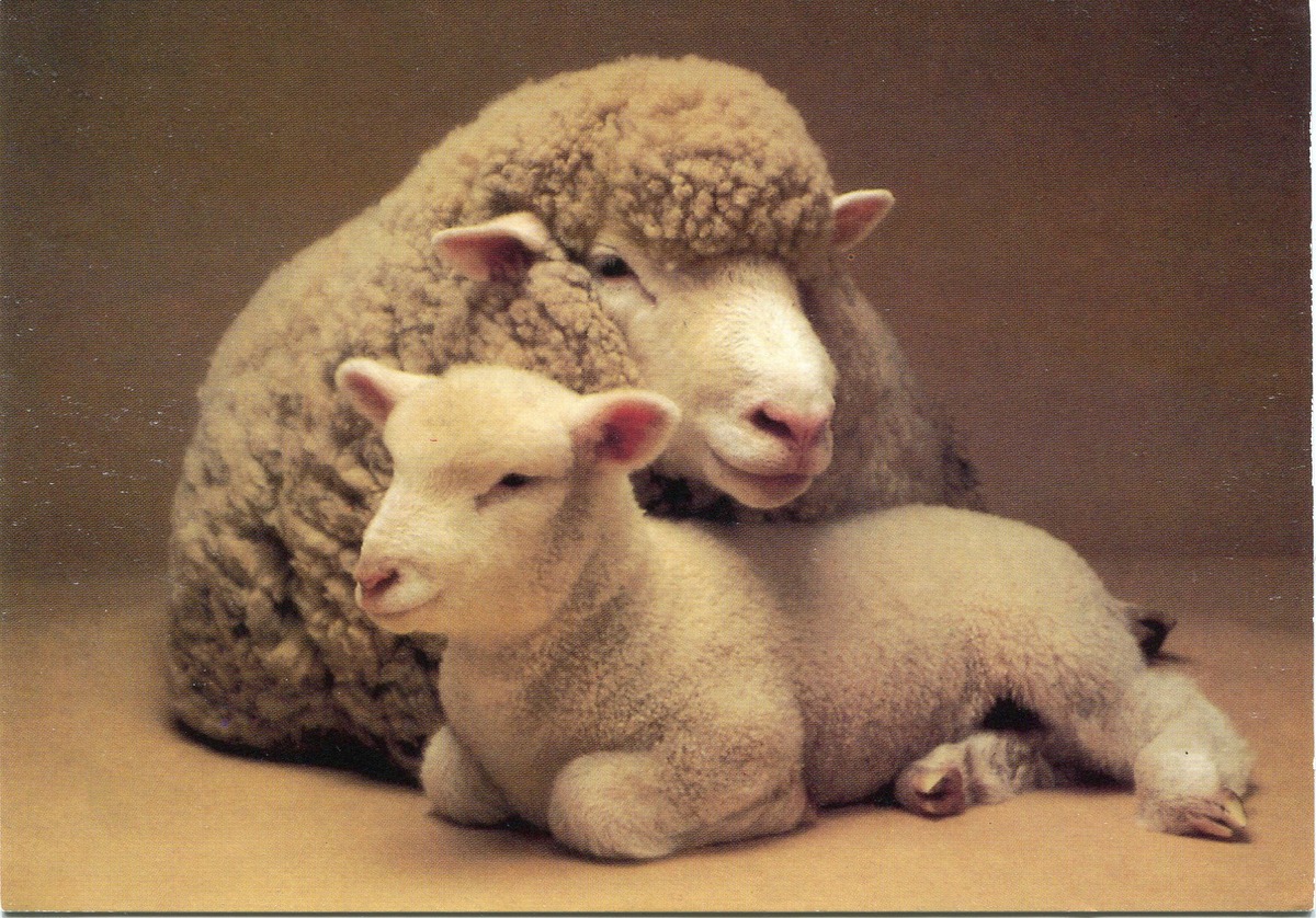 Овца с детёнышем.