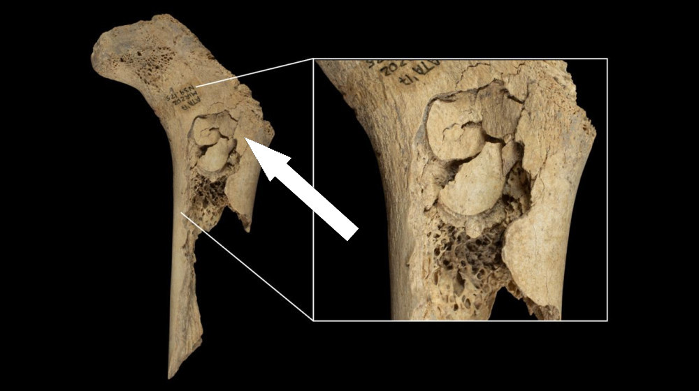    Исследование выявило ужасающие факты о каннибализме в эпоху Неолита