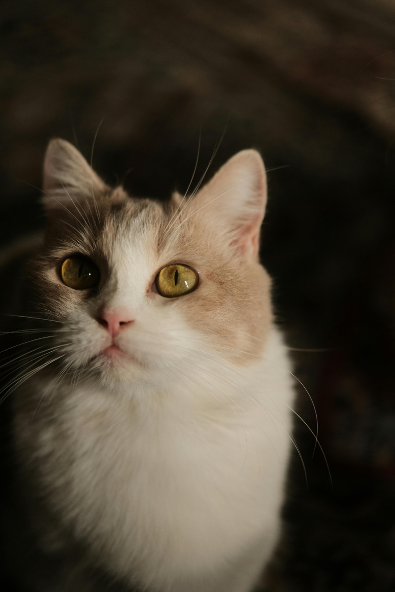 Создайте комфорт — и кошка сама предложит милый кадр.