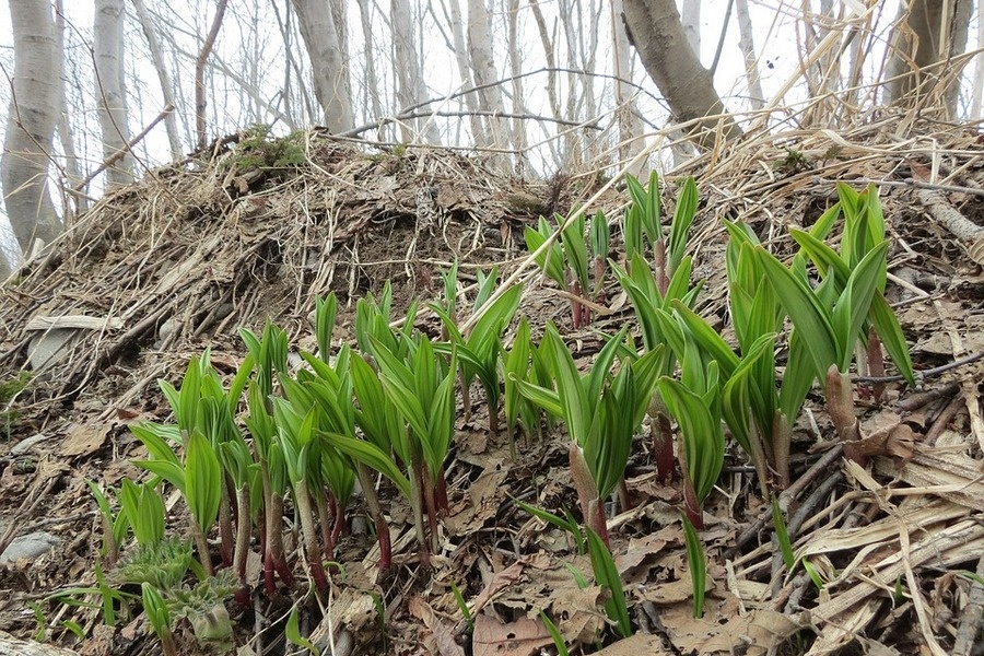 фото взято с яндекс картинки
