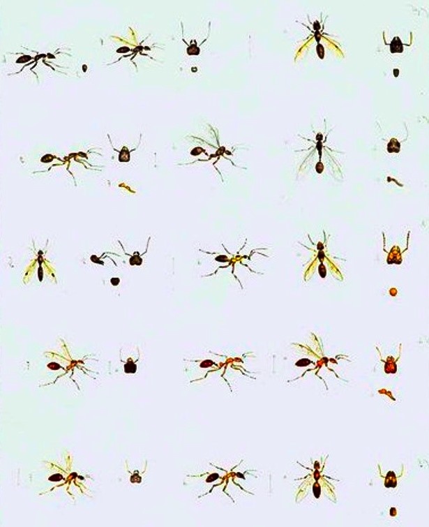 Коллекция пергаментов Национального музея естественной истории - Том 85 - Зоология - Насекомые