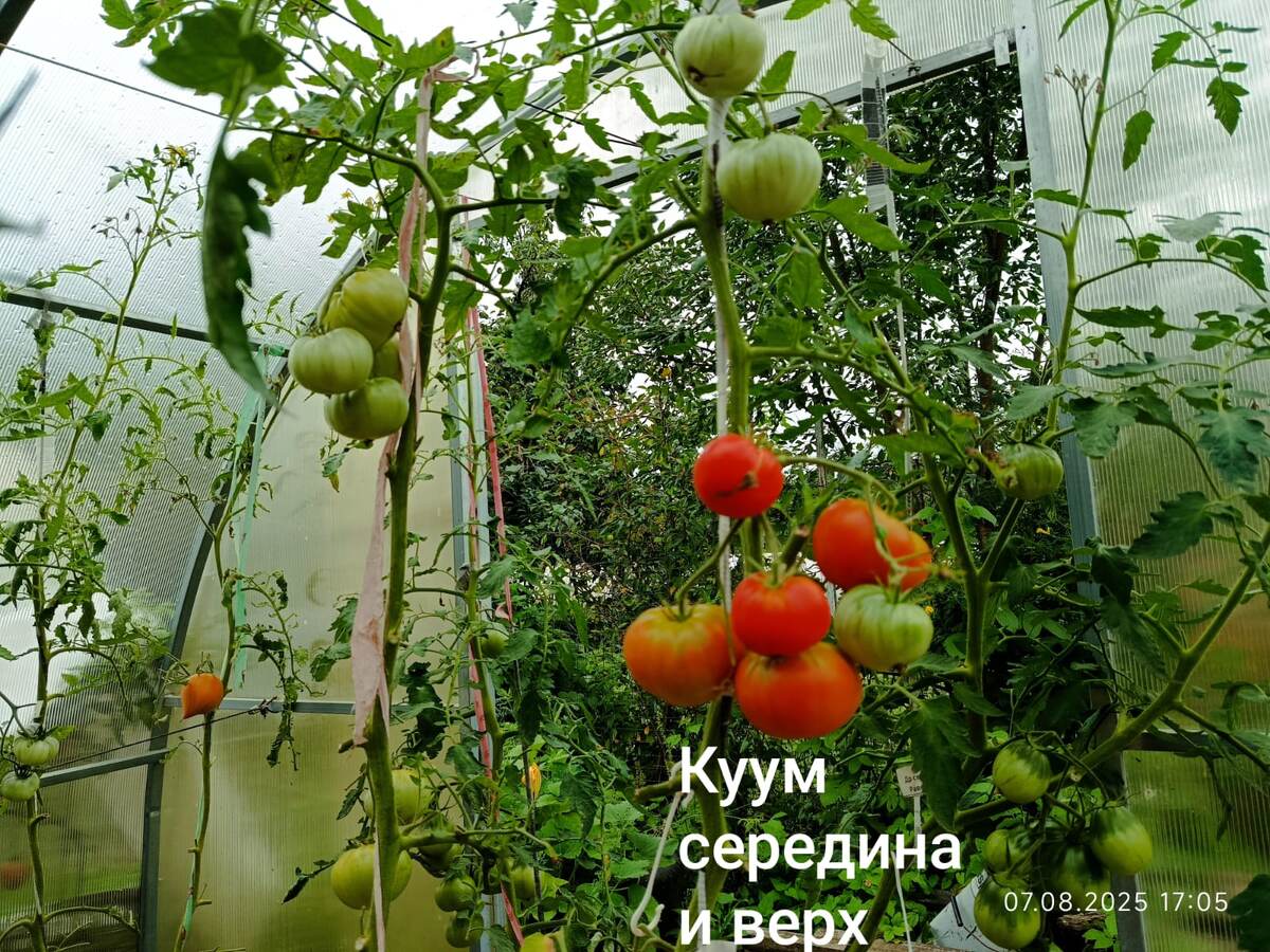 Дата фото 7 августа