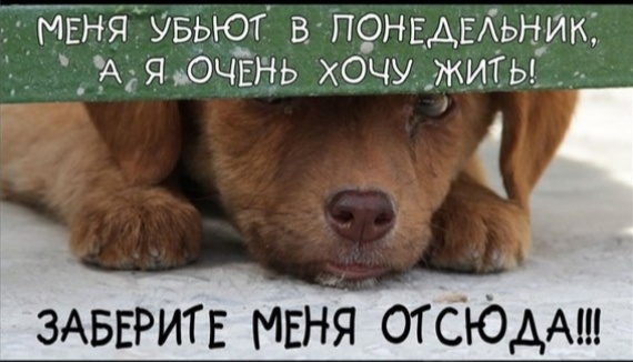 Примеры психологического воздействия в объявлениях, которое изначально является ложью, так как наше законодательство запрещает эвтаназию без медицинских показаний. 