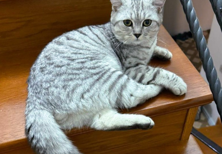 Домашнего шотландского котика выкинули 🆘️ Срочный поиск дома!