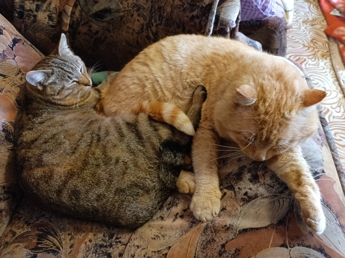 Марфуша и Проня