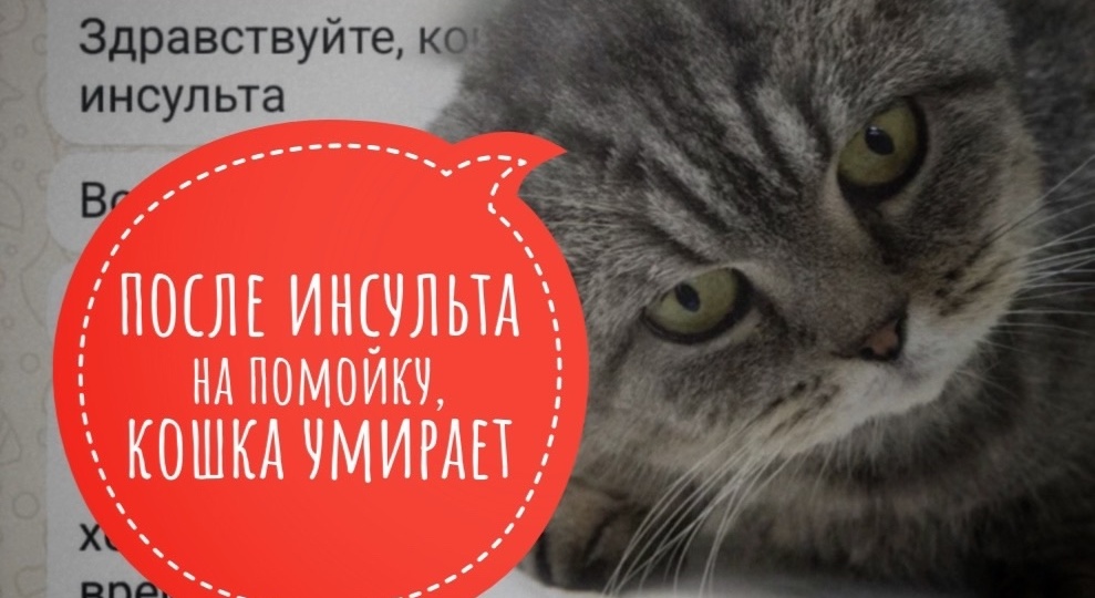 Агата с инсультом, инородкой и водой в легких оказалась на помойке!