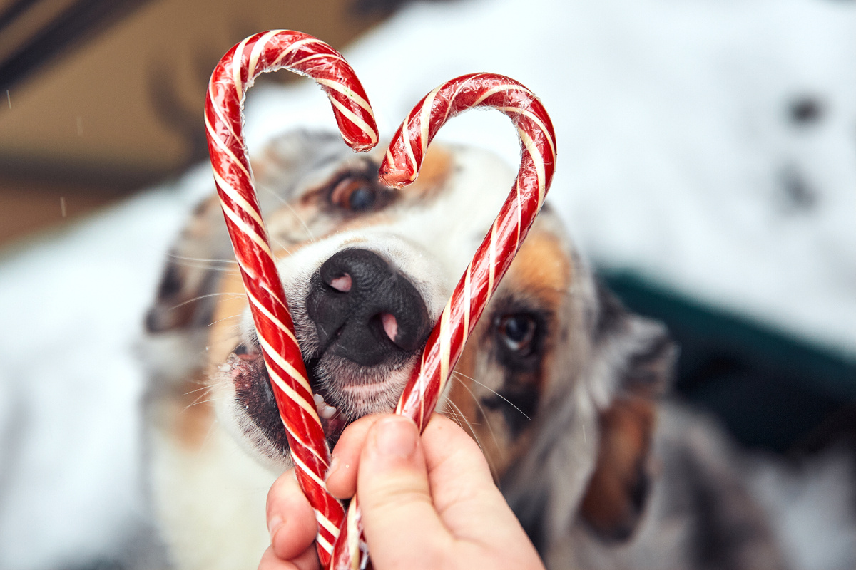 Пока я делаю сердечки, Рада примеряется, как бы откусить кусок побольше