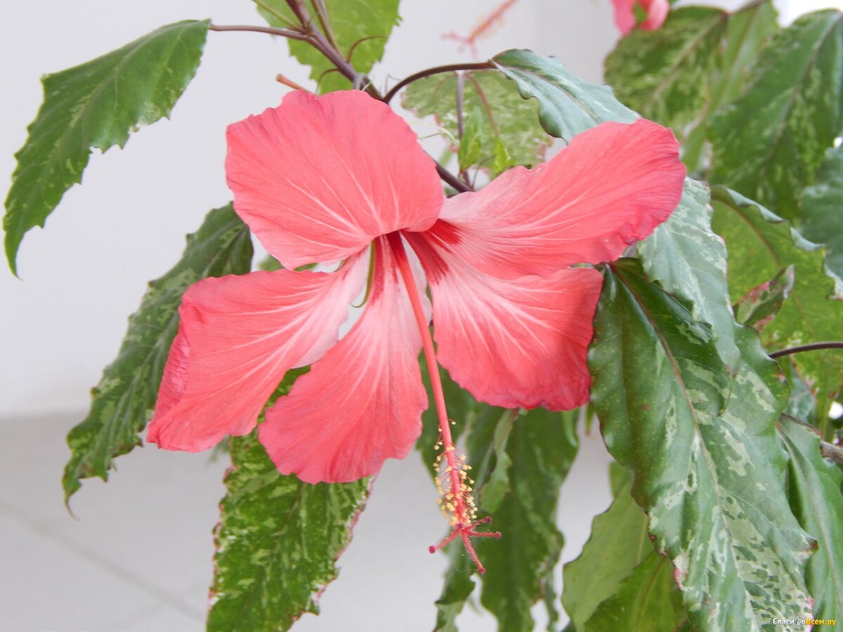 Фото отсюда https://images.spasibovsem.ru/responses/original/img-14121679262597.jpg