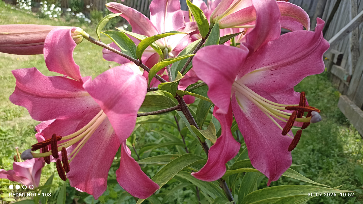 Розовые лилии. 30.07.2025 года. Фото автора.