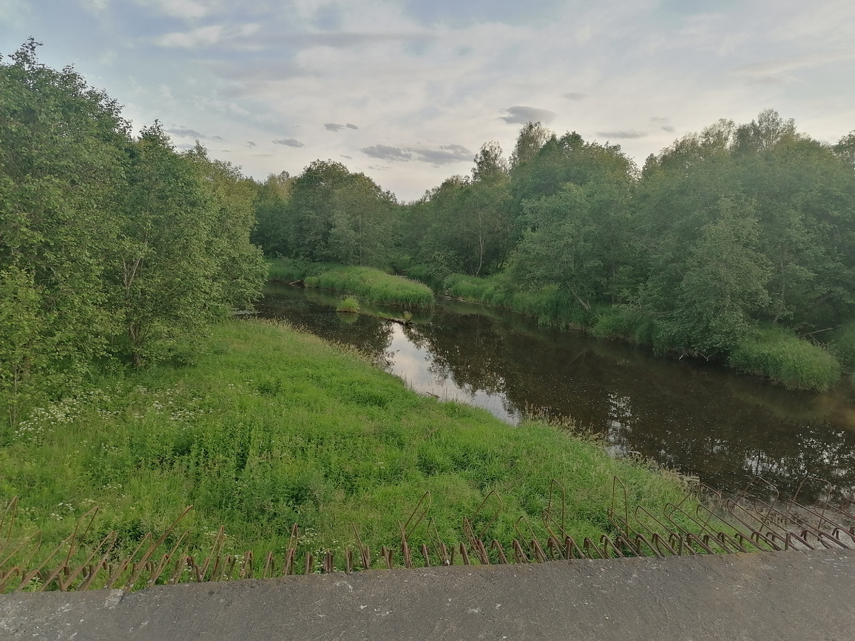 Взгляд на р.Молодой Туд с южного берега в районе возможной переправы танков у д.Бабаево. Возможно, что переправу задержал немецкий обстрел. Местность поросла с тех пор лесом. Фото Олег Душин 27.06.2025