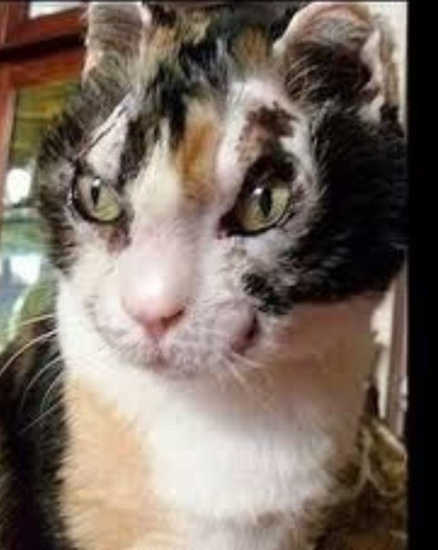 Кошка Скарлетт