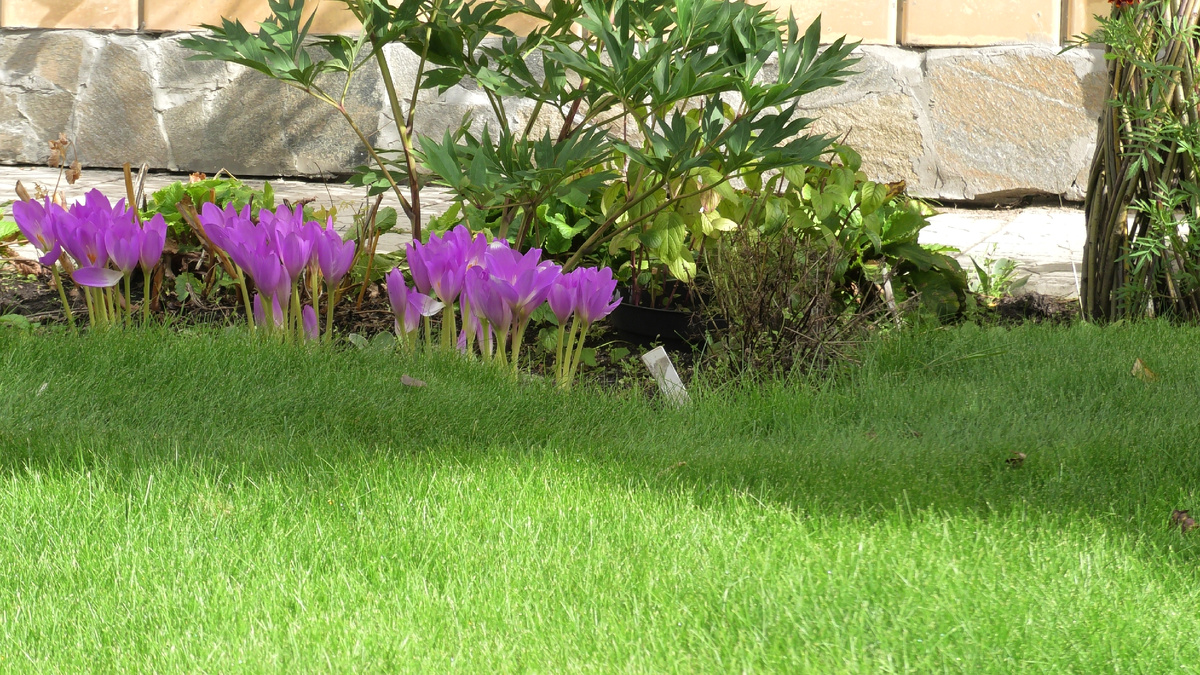 Безвременник. Фото автора канала Дом с кипарисами