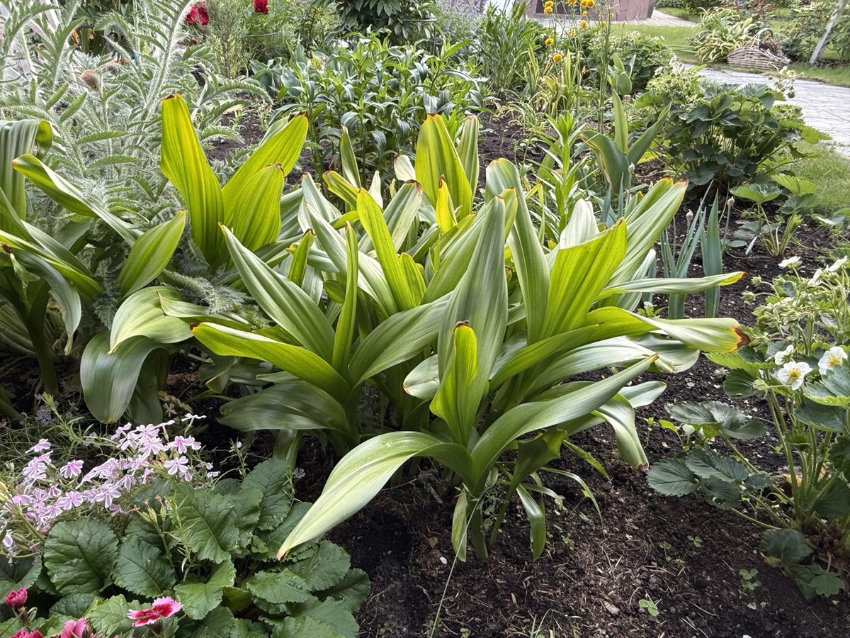 Листва Безвременника. Фото автора канала Дом с кипарисами