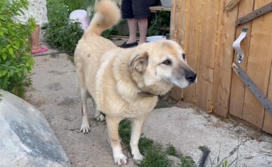 Бобра теперь зовут Бима 