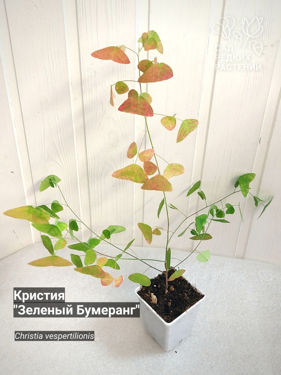 Christia vespertilionis
Кристия
"Зеленый Бумеранг"