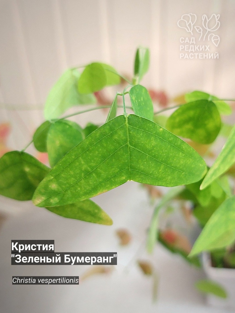 Christia vespertilionis
Кристия
"Зеленый Бумеранг"