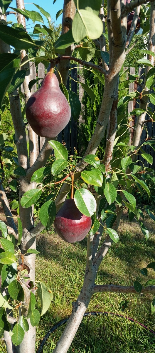 Наш сад. Груши