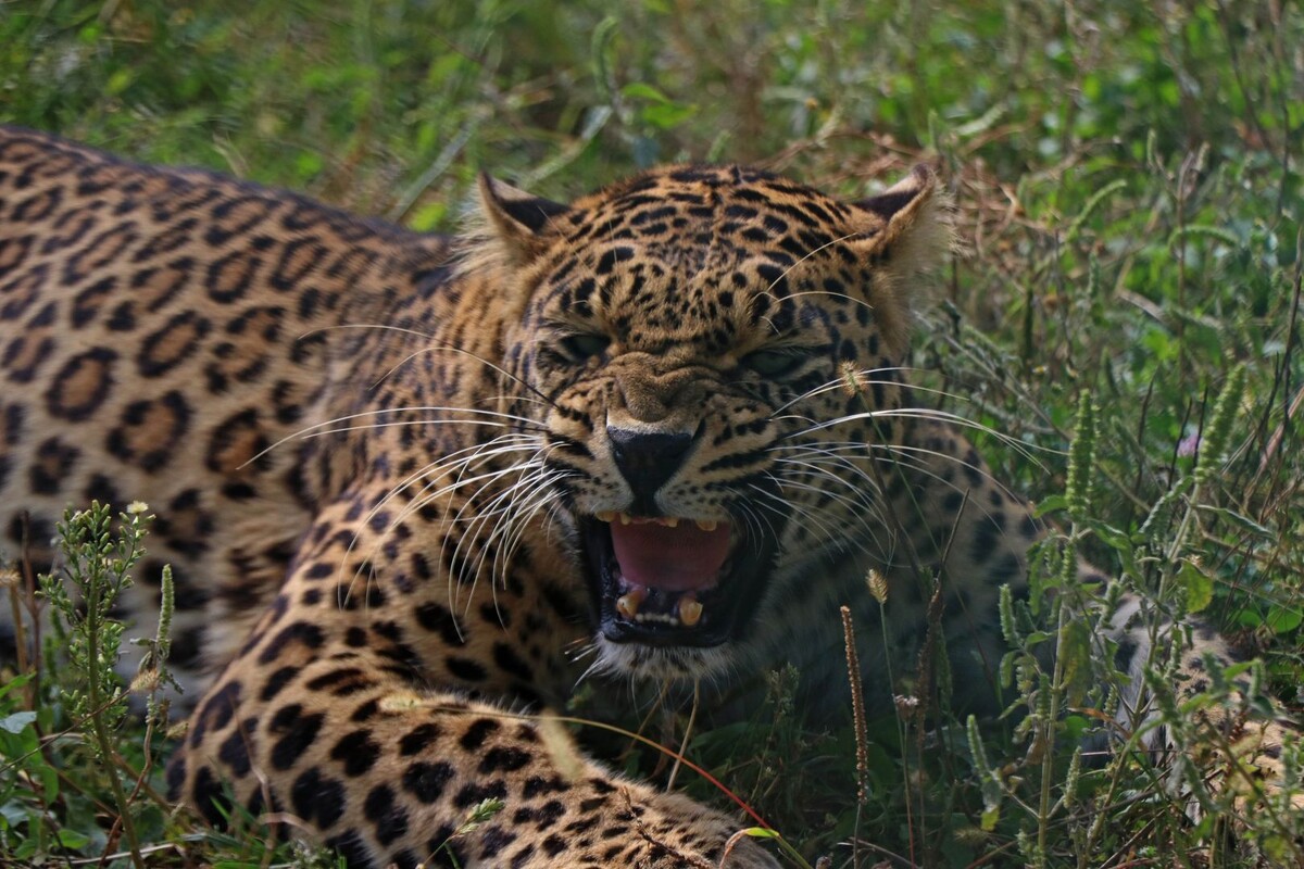     / Источник: © Umer Asif/ZUMAPRESS.com/Global Look Press