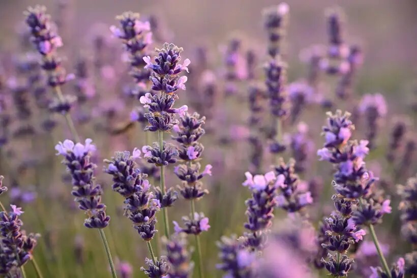     © РИА Новости. Константин Михальчевский