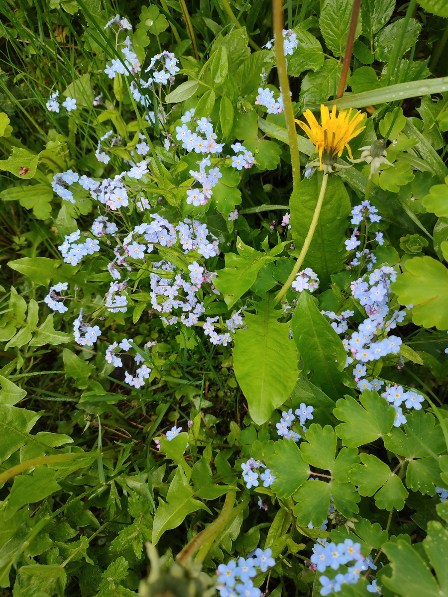 Наши прошлогодние незабудки