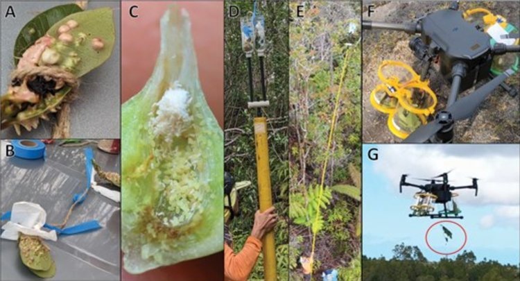    Против крайне инвазивного растения на Гавайях будут выпускать щитовок с агродронов