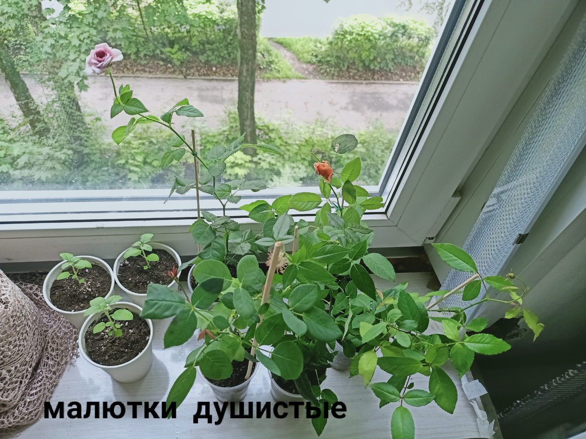 Первые кустики душистых роз.  Бенгальская. Скарманс вельвет. Парблю. Эль- Пасо. Даймонд айс. 