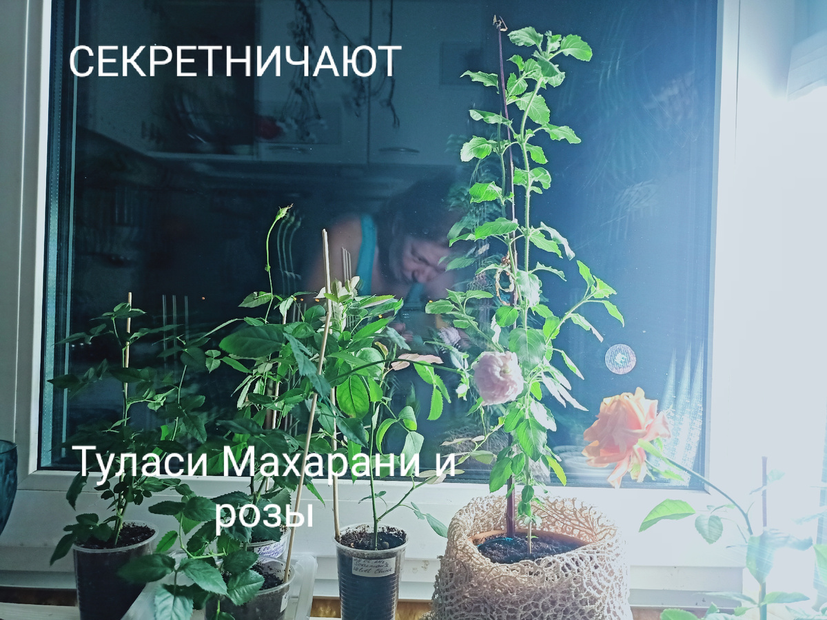 Первые бутоны. Дофамин зашкаливал. 