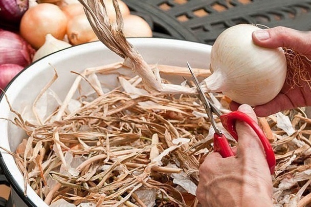 Обрезка хвостов лука