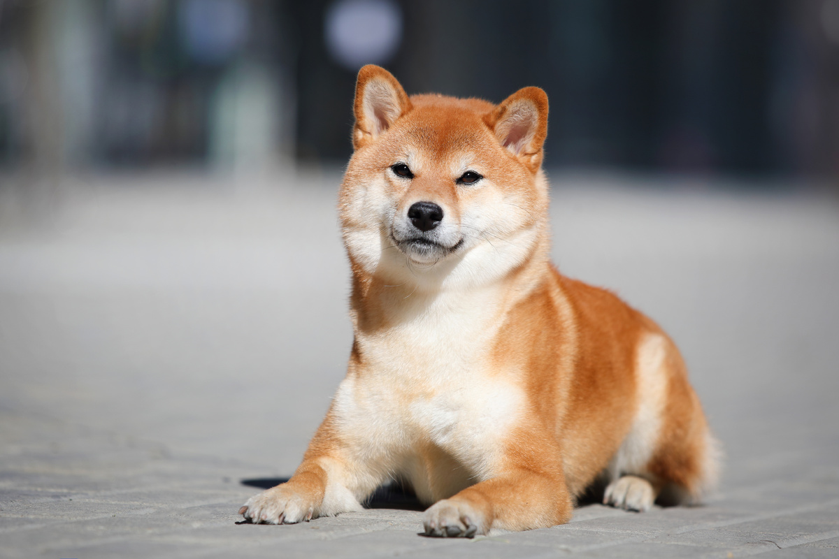 Знакомьтесь, Акира, что означает "яркий".