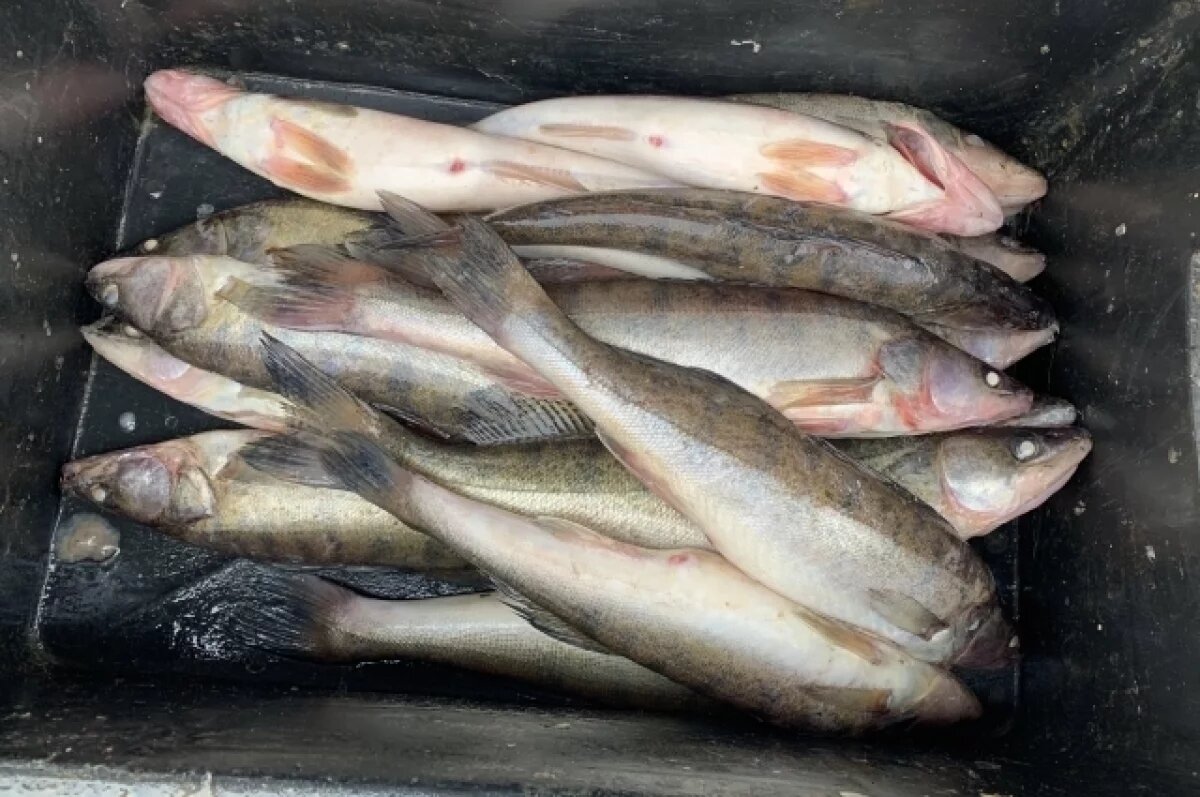    На Дону за полгода из оборота изъяли более 460 кг рыбной продукции