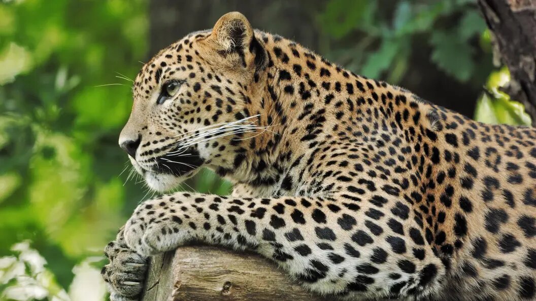    Фото: Christian Hütter/Globallookpress