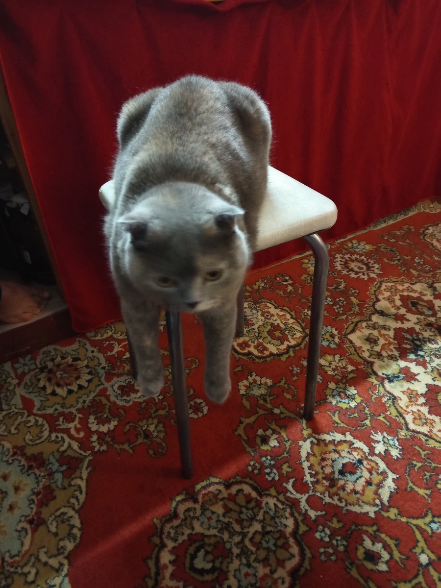 Очень любит так свисать