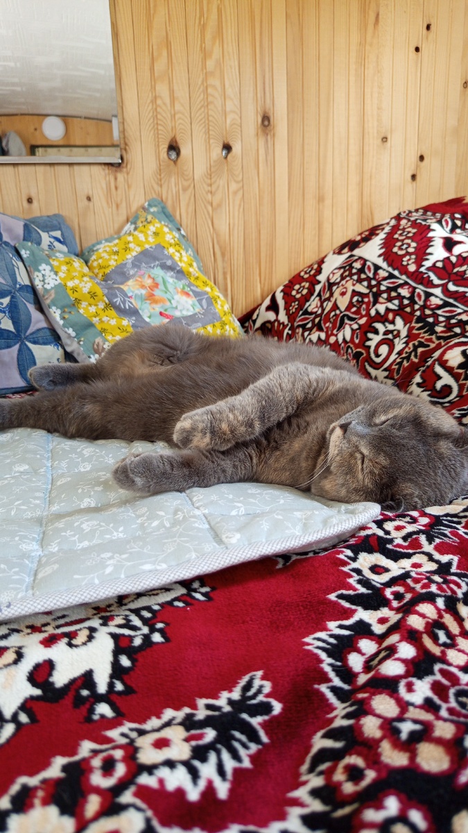 Фото автора. И так спать любит.