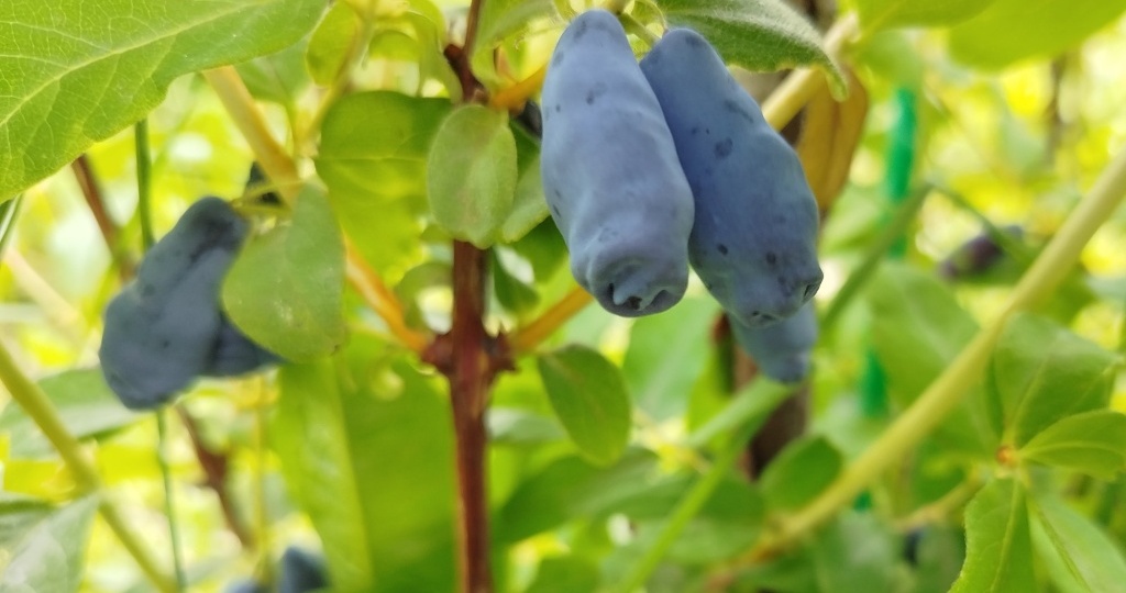 Чем подкормить жимолость: с весны до осени