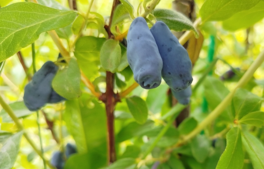  Жимолость Бореал Бьюти