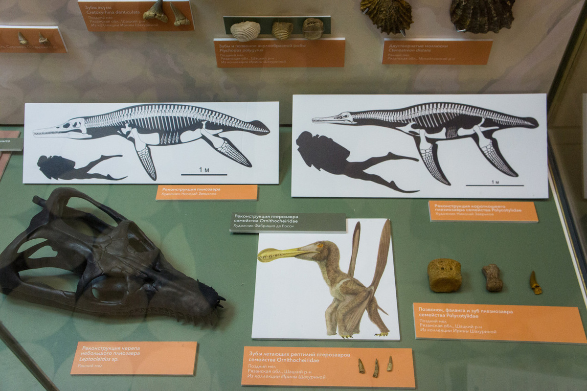 Что оставило на память о себе московское море? Фото предоставлено музеем им. К. А. Тимирязева