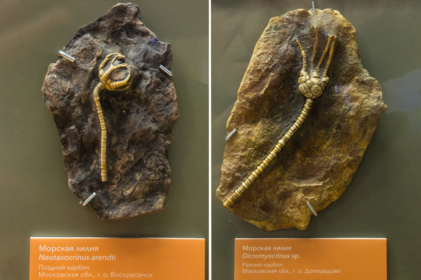 Ископаемые морские лилии. Фото предоставлено Биологическим музеем им. К. А. Тимирязева