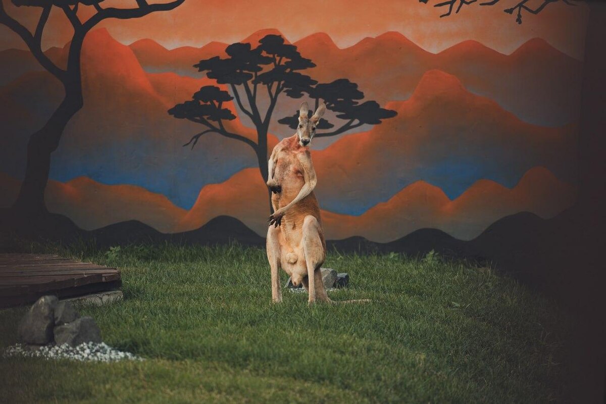    © Пермский зоопарк