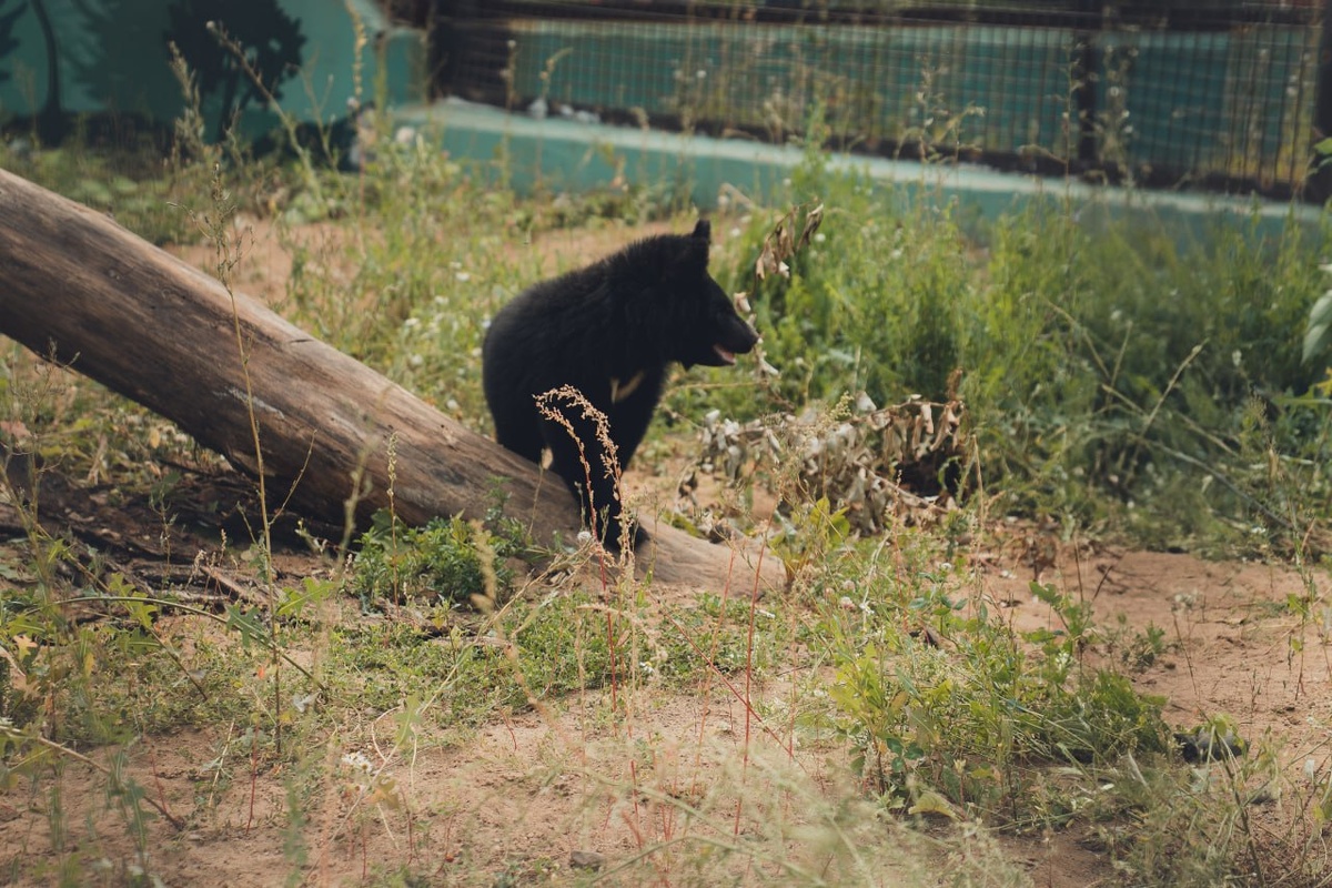    © Пермский зоопарк