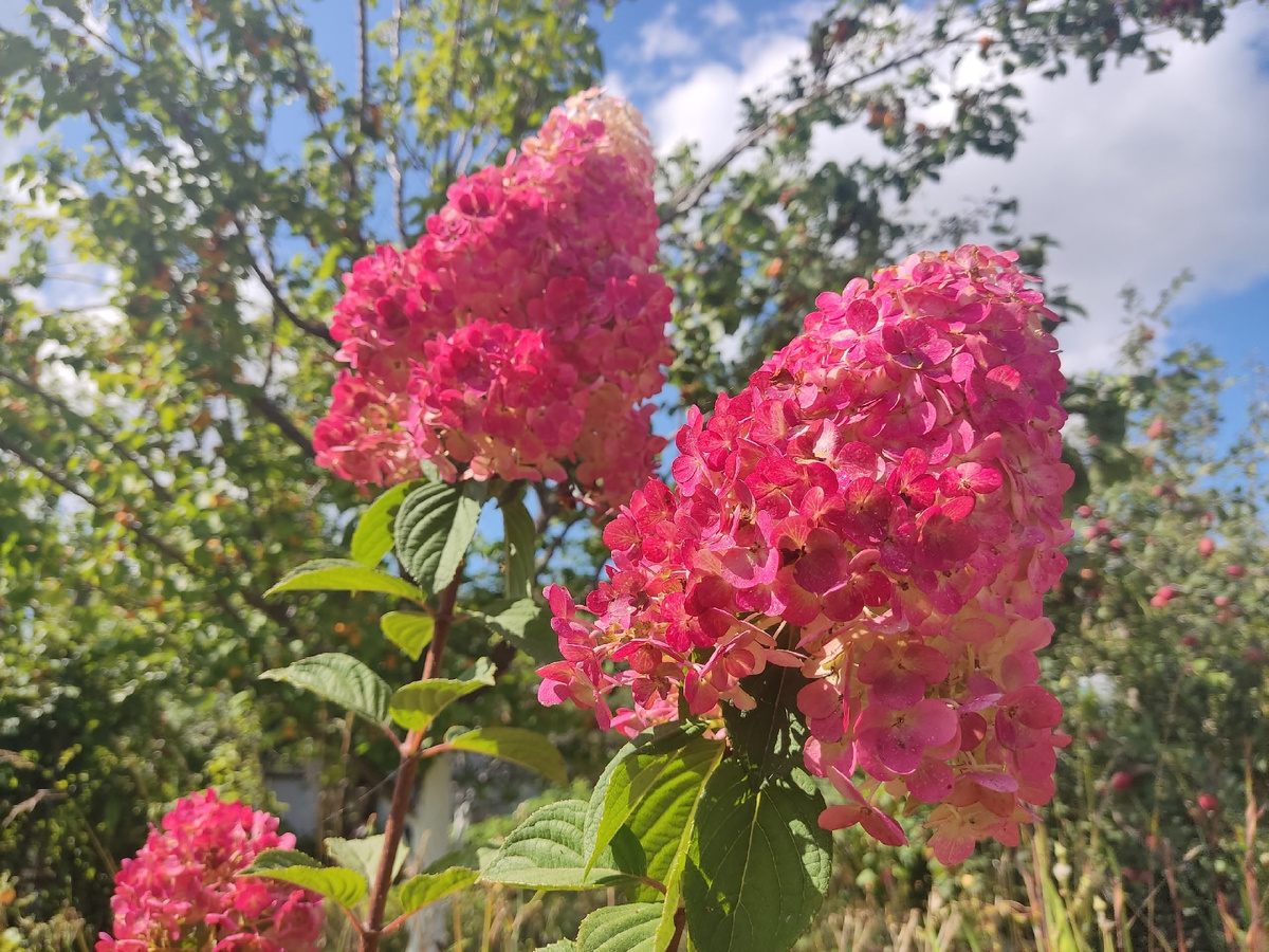 Метельчатая ггортензия Самарская Лидия
