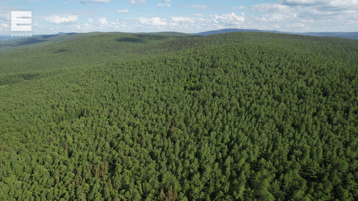    На юге Красноярского края спасли заблудившегося грибника из Хакассии