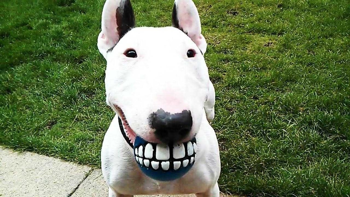 Этот клоун — Бастер.